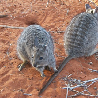 Banded hare-wallaby