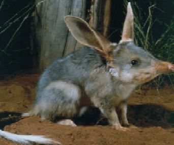 Bilby