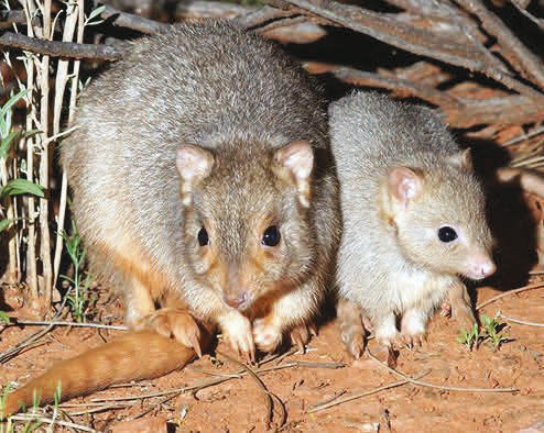 The boodie - one species that is currently conservation dependent