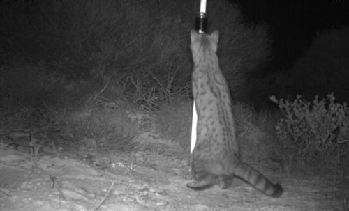 Feral cat at camera trap