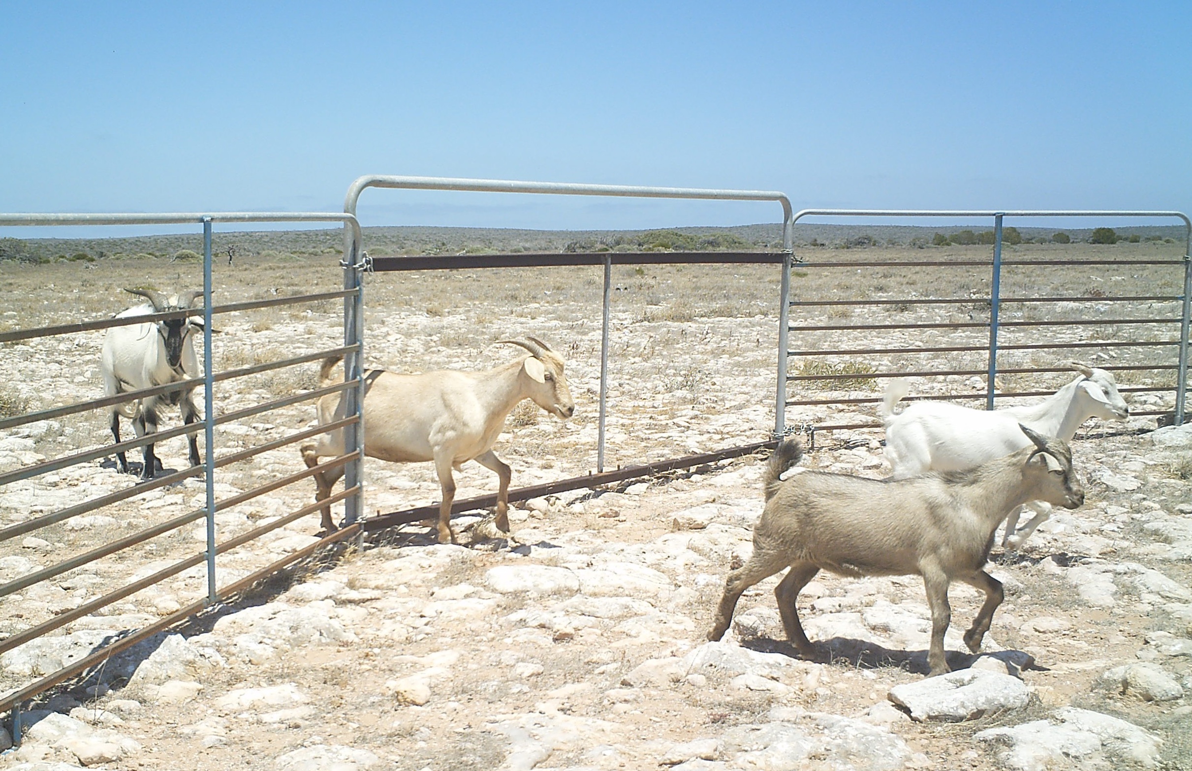 Goats in enclosure