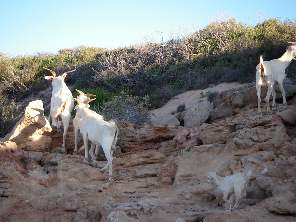 Goats on Dirk Hartog Island