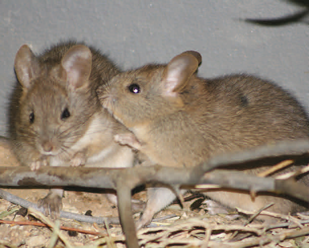 Greater stick-nest rats