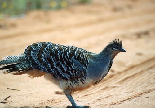 Malleefowl