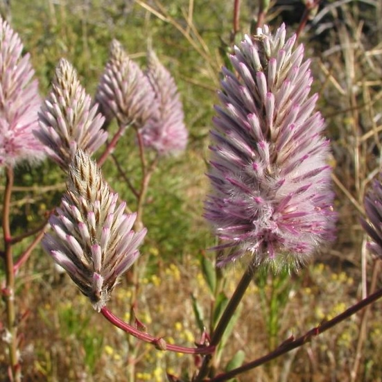 Ptilotus