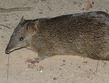 Quenda (southern brown bandicoot)