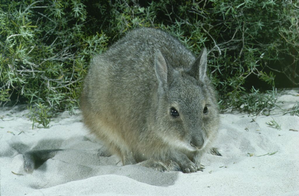 Rufous hare-wallaby