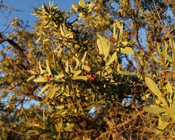 Sandalwood trees packaged for shipping