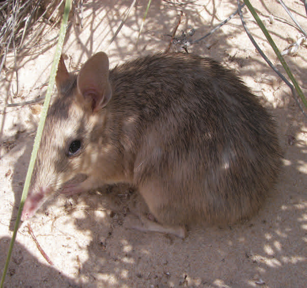 Shark Bay bandicoot