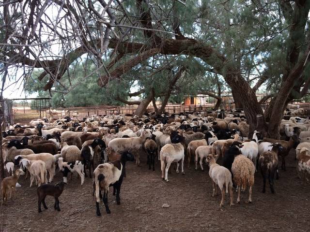 Sheep at Hamelin station