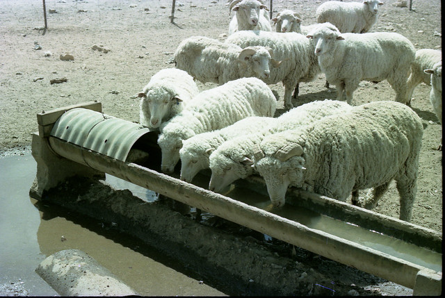 Sheep drinking from a trough