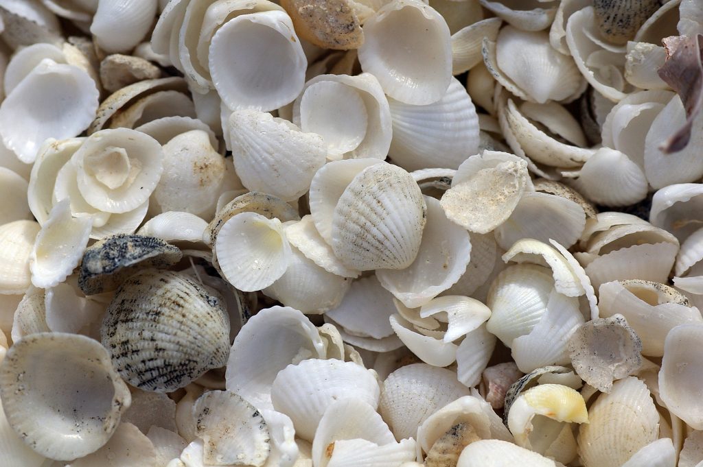 White shells which create Tamala Limestone