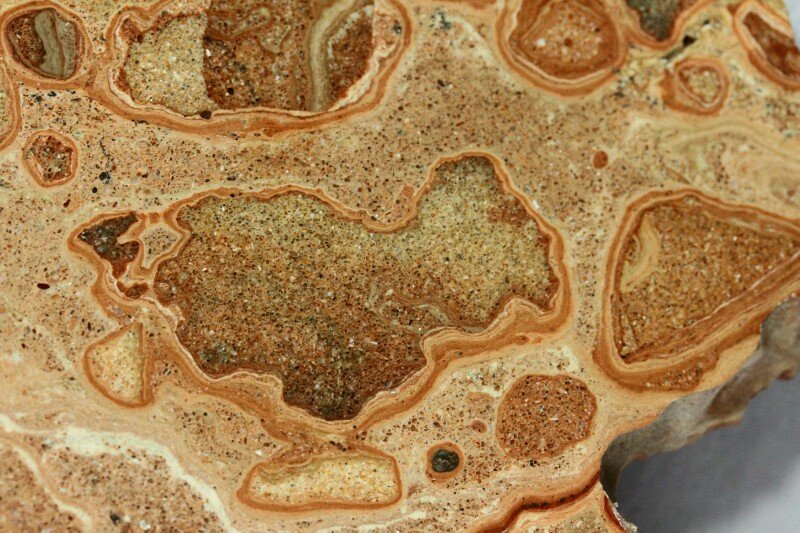 The interior of a stromatolite