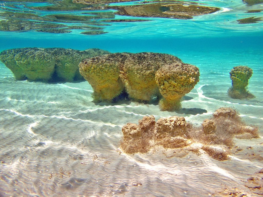 Stromatolites submerged under water