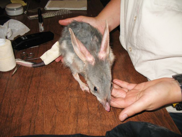 Bilby being tagged at the Peron Captive Breeding Centre