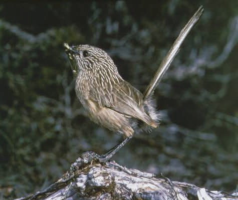 Western grasswren